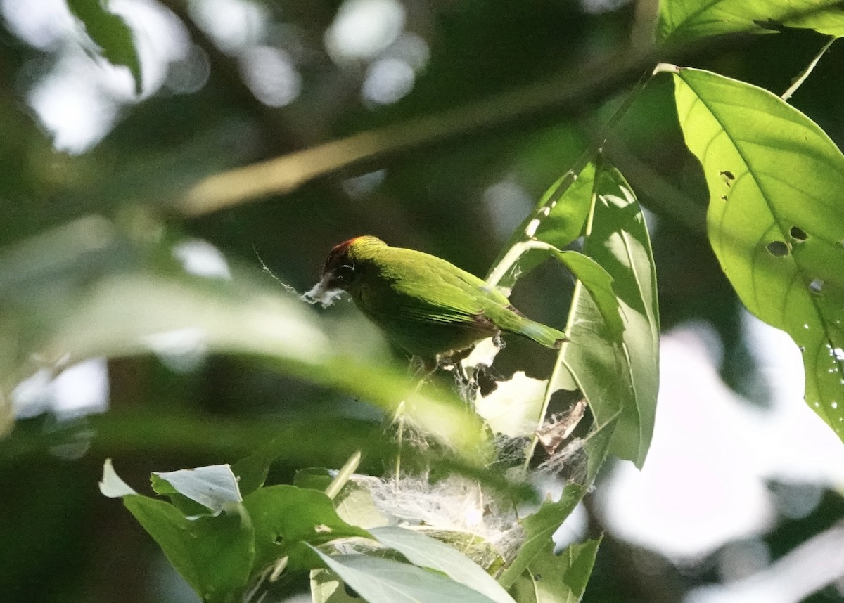 Tangara Cabecibaya (viridissima/toddi) - ML616211843