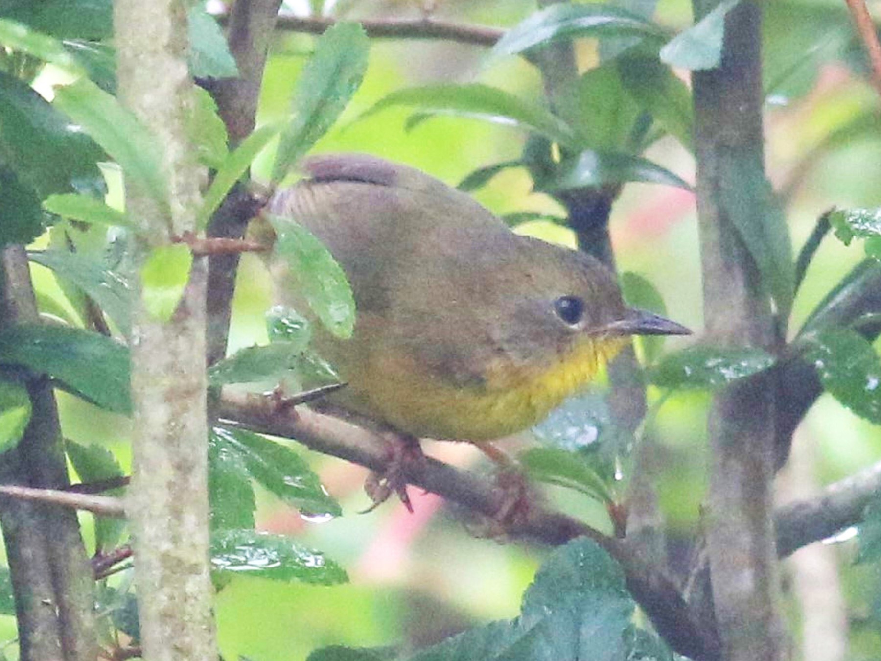 Hooded Yellowthroat - Nathan Pieplow