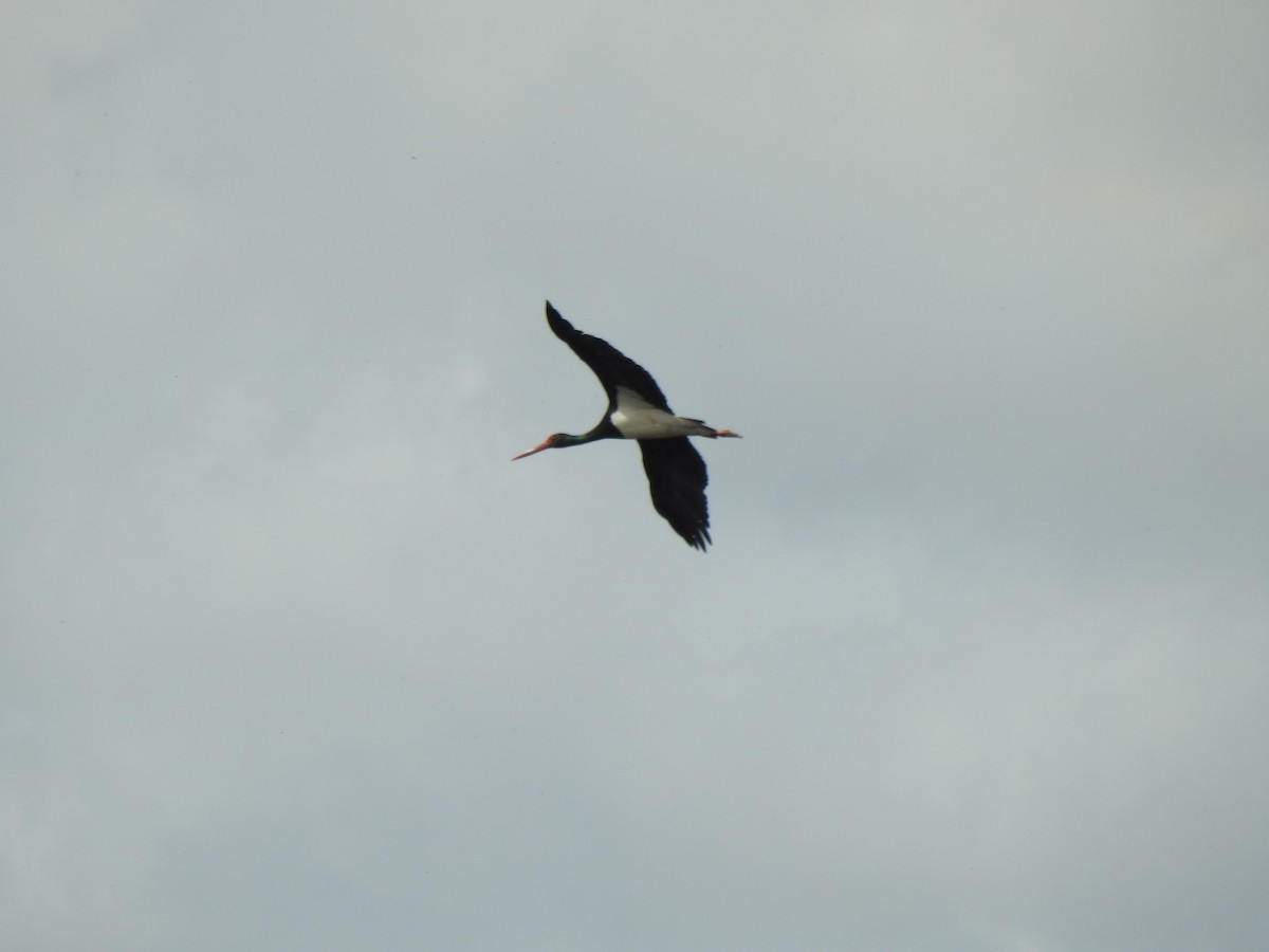Black Stork - ML616212167