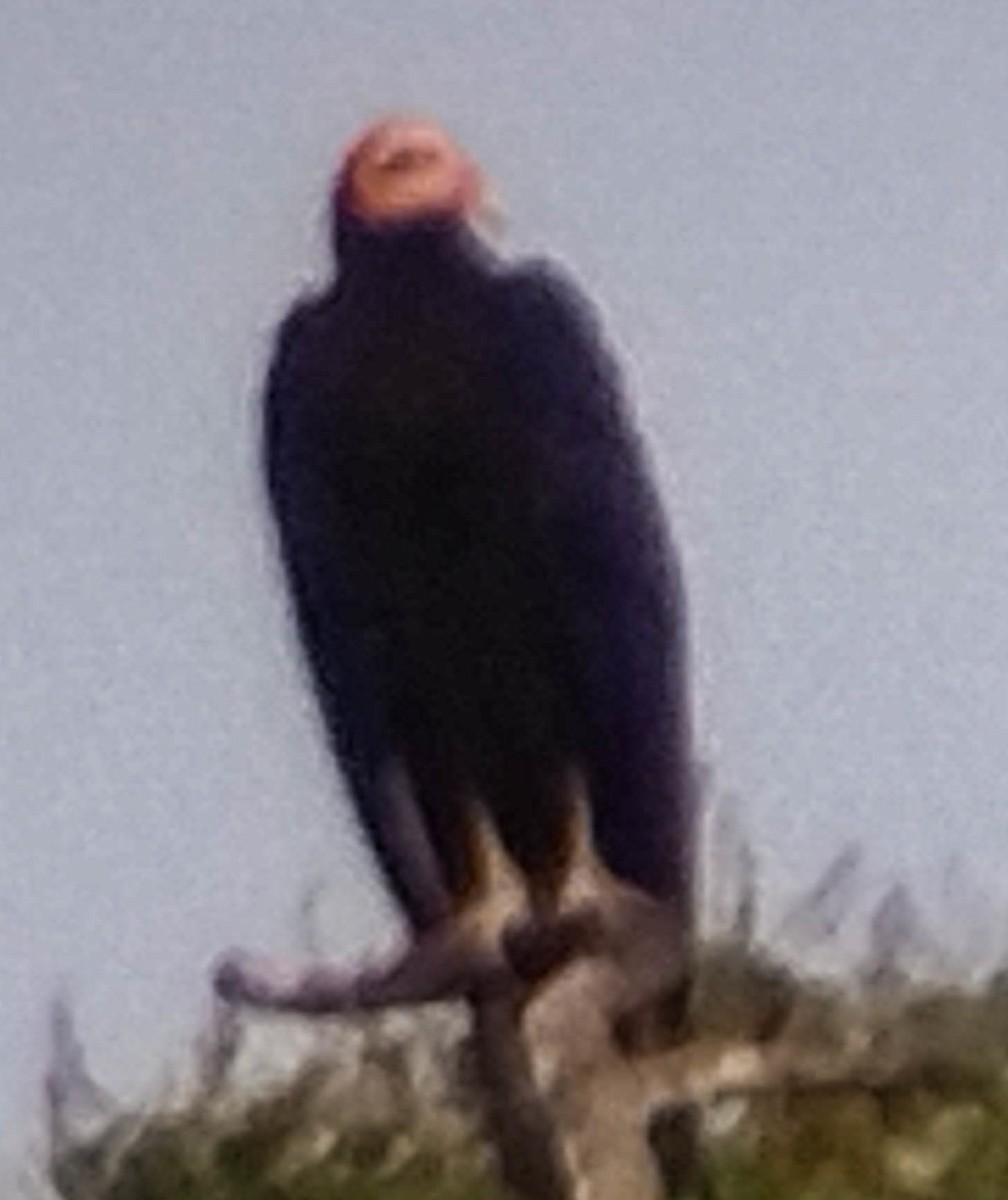 Greater Yellow-headed Vulture - ML616212240