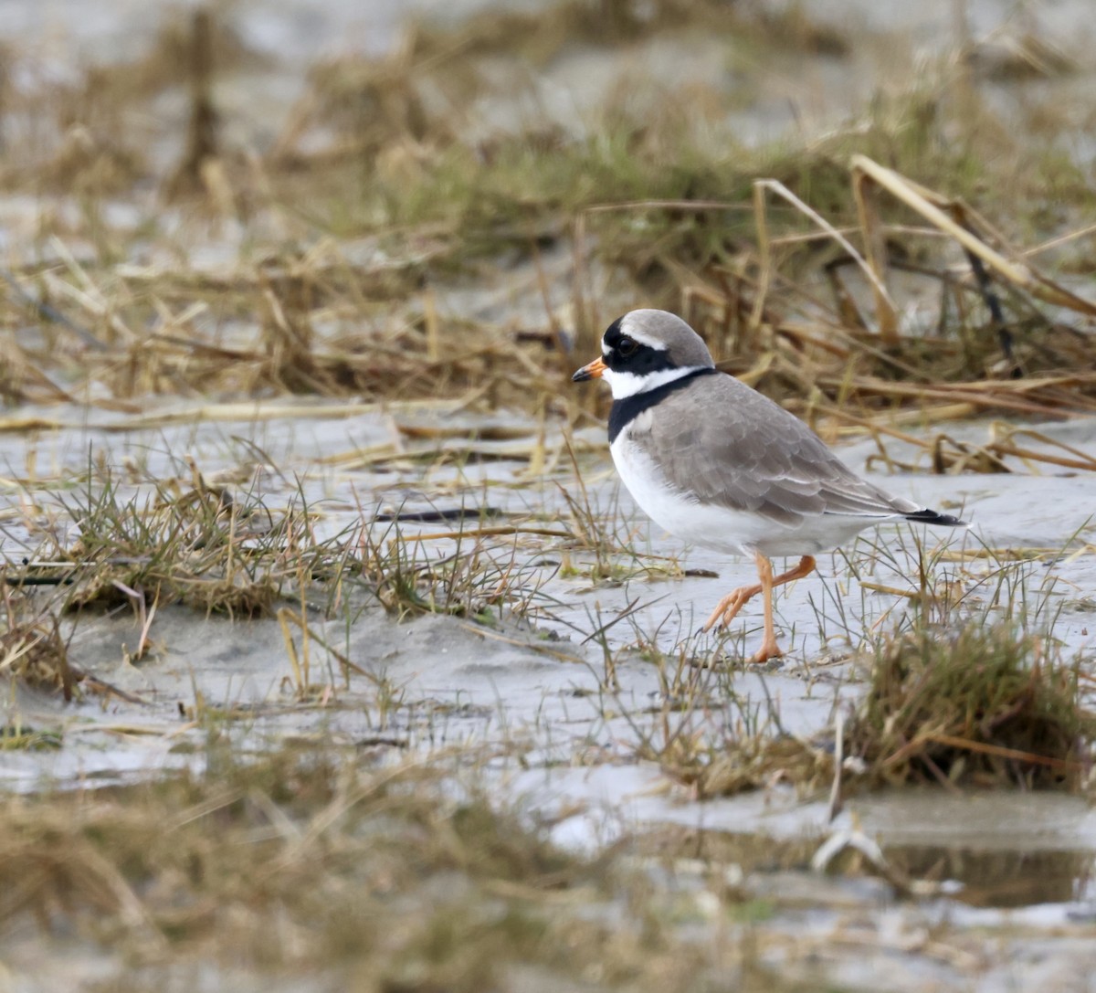 Common Ringed Plover - ML616212254