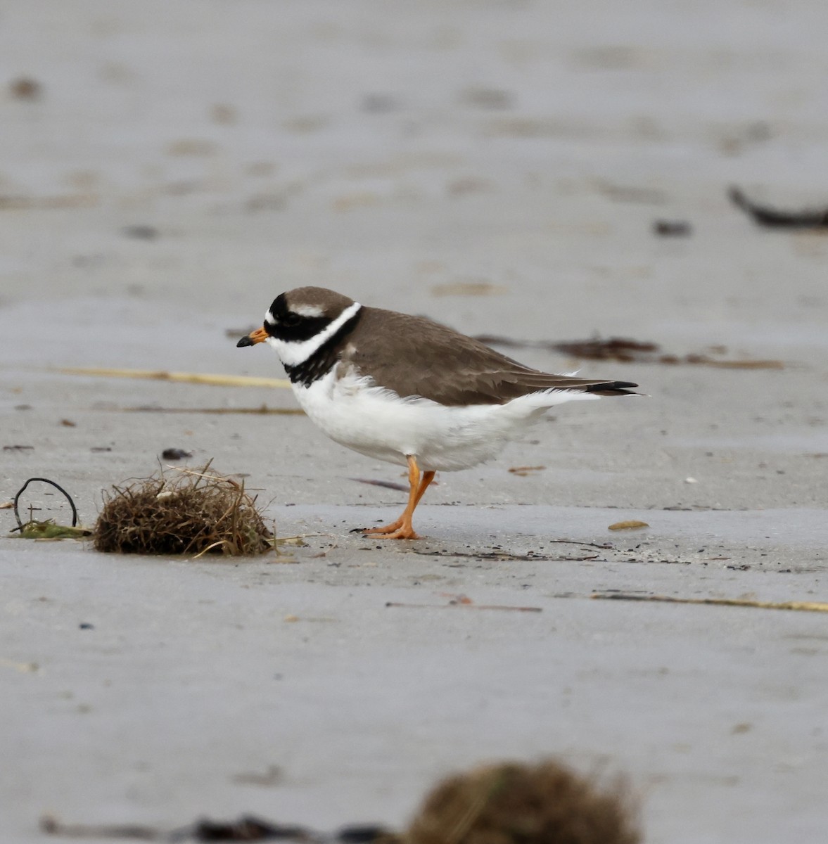 Common Ringed Plover - ML616212296