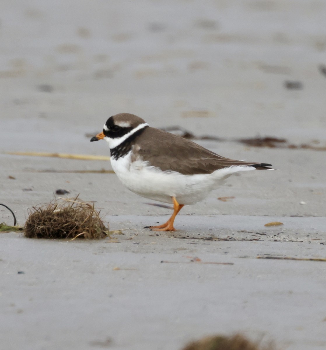 Common Ringed Plover - ML616212302