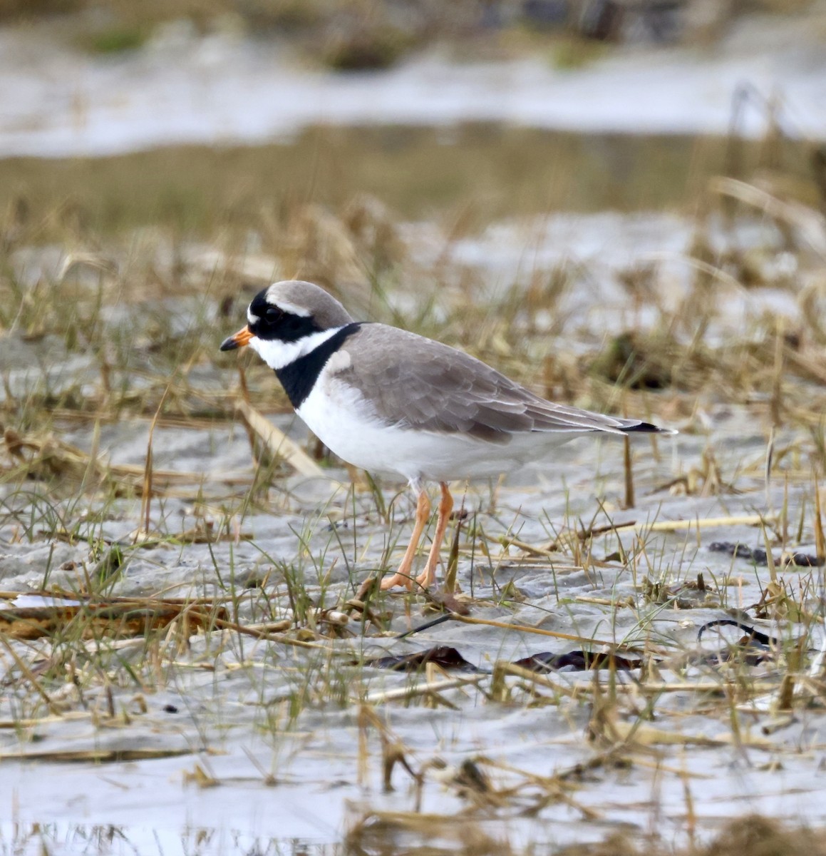 Common Ringed Plover - ML616212307