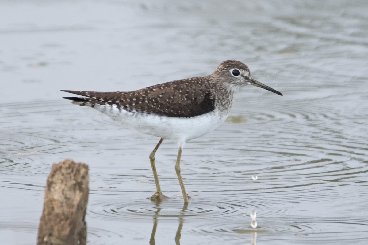 Solitary Sandpiper - Denny Swaby