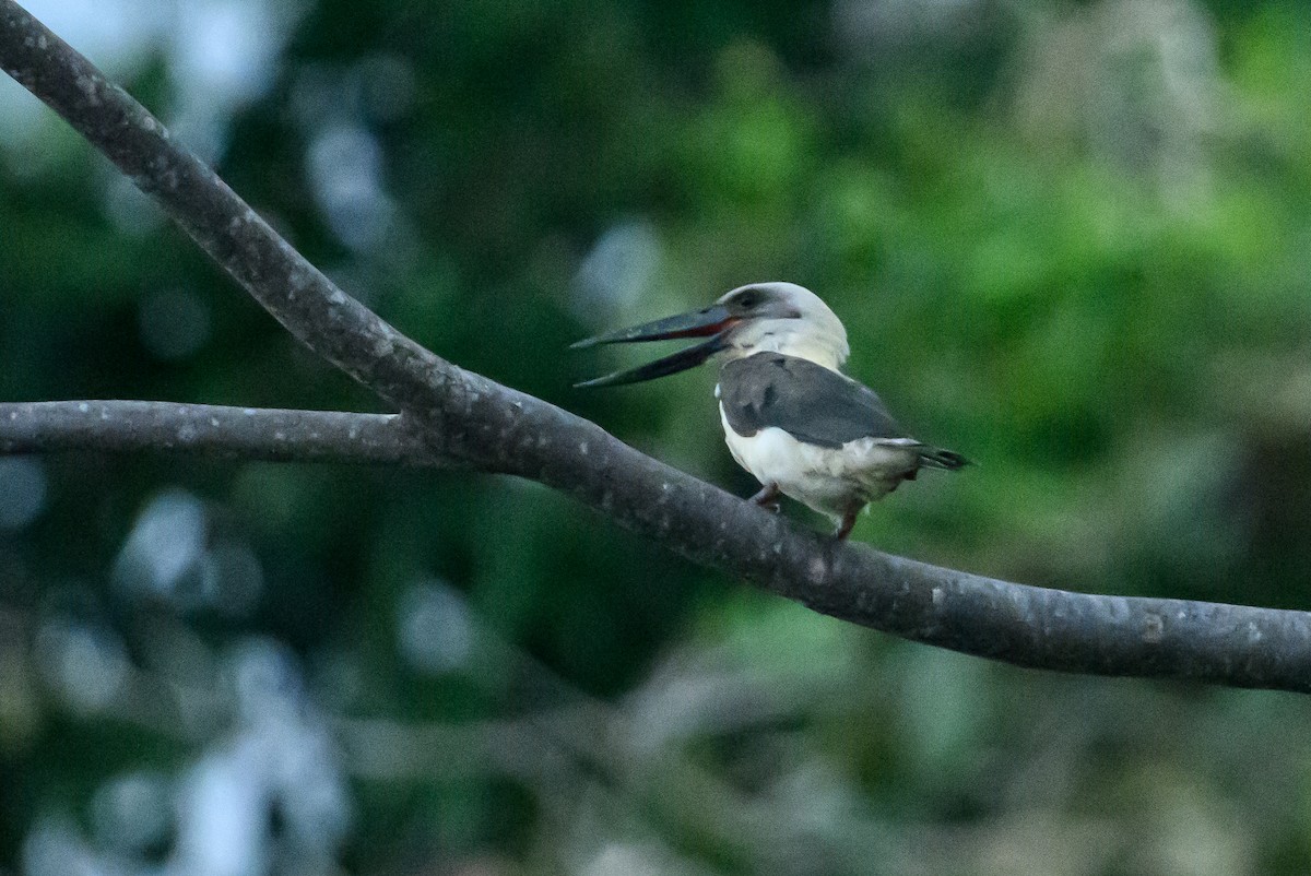 Great-billed Kingfisher - ML616212501