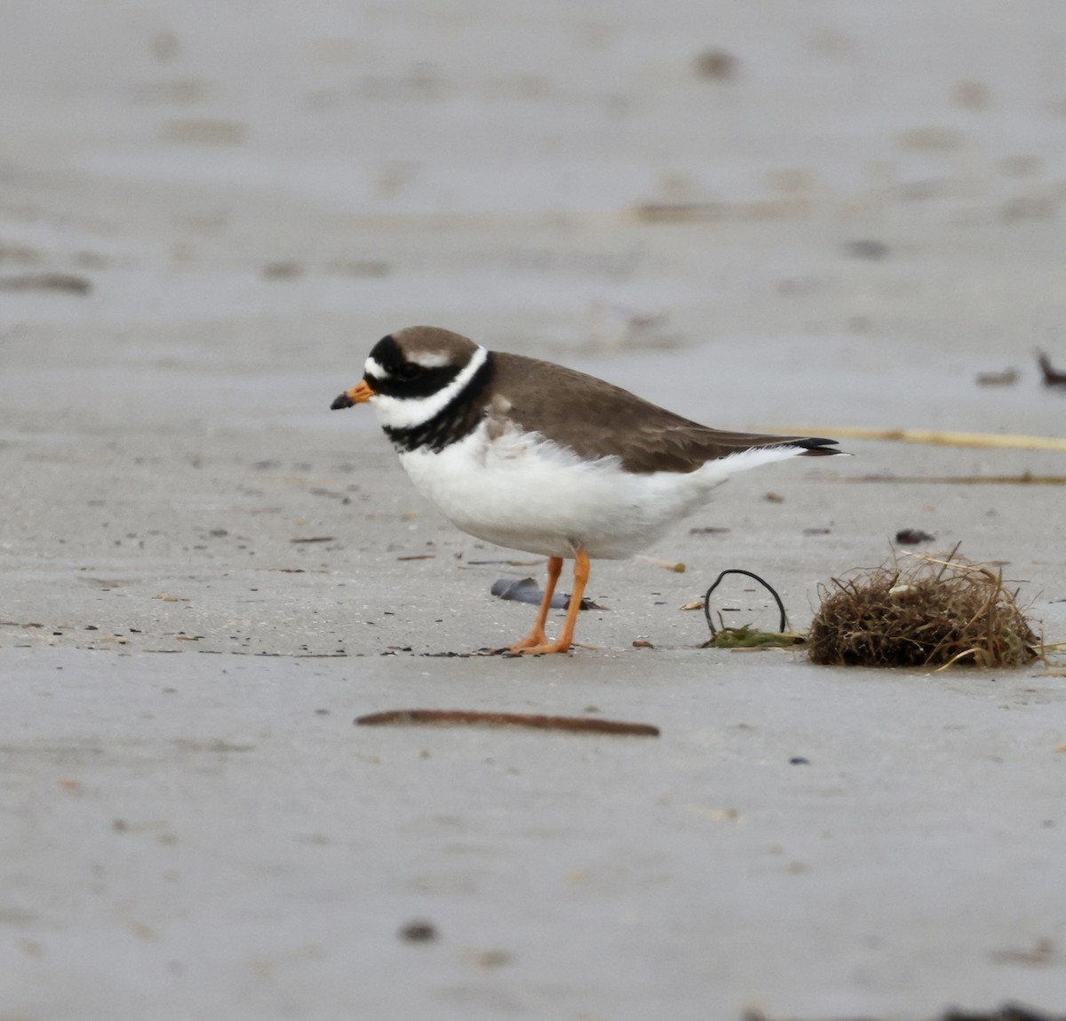 Common Ringed Plover - ML616212560