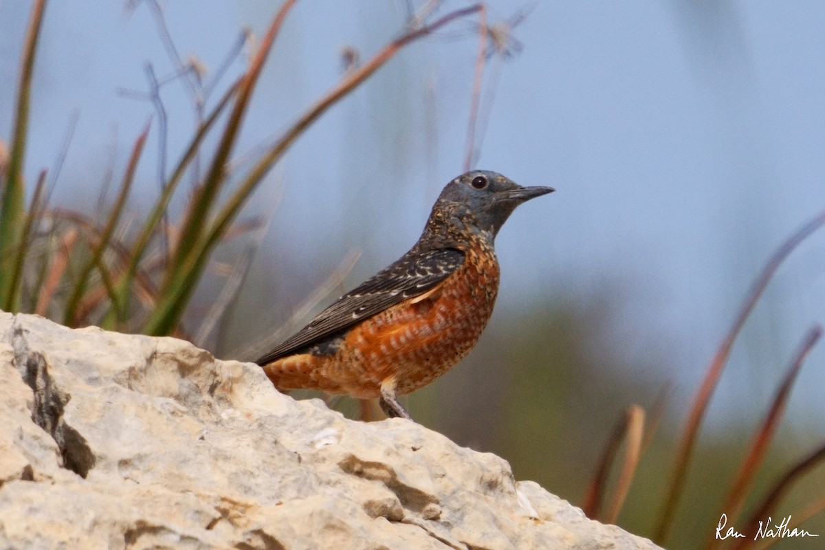 ML616212662 - Rufous-tailed Rock-Thrush - Macaulay Library