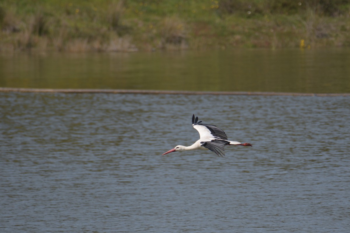 White Stork - ML616212716