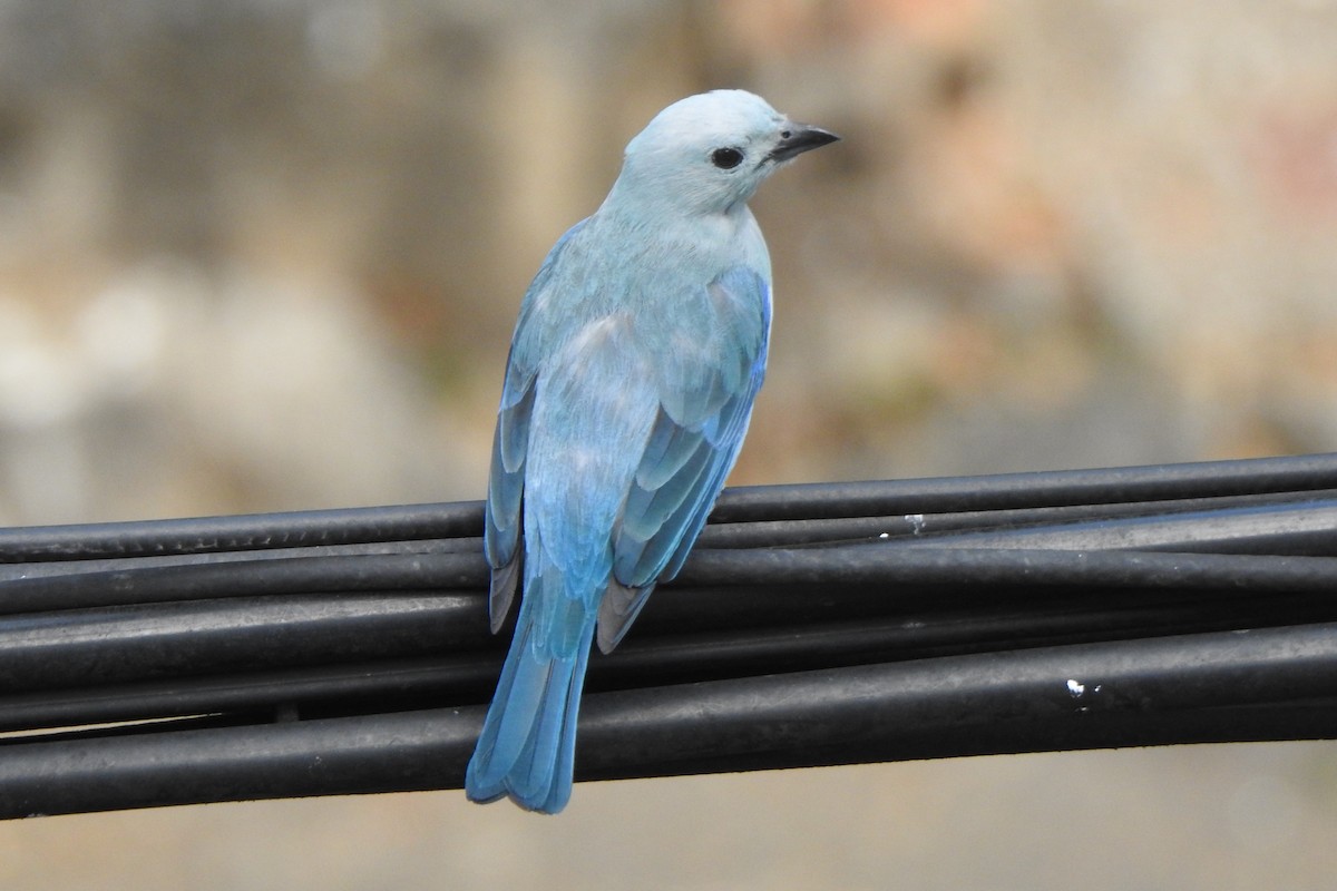 Blue-gray Tanager - ML616212813