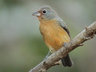  - Rose-bellied Bunting