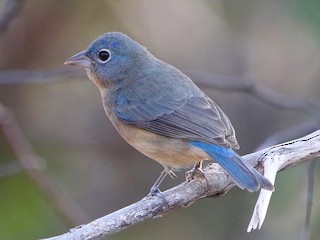  - Rose-bellied Bunting