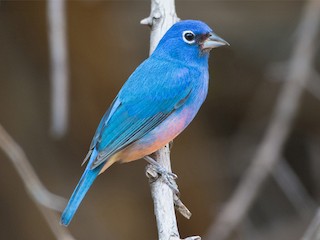  - Rose-bellied Bunting