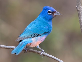  - Rose-bellied Bunting