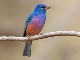 Rose-bellied Bunting - eBird