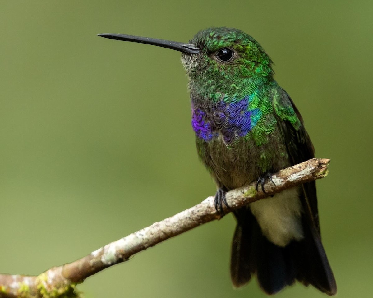 Purple-chested Hummingbird - ML616212967