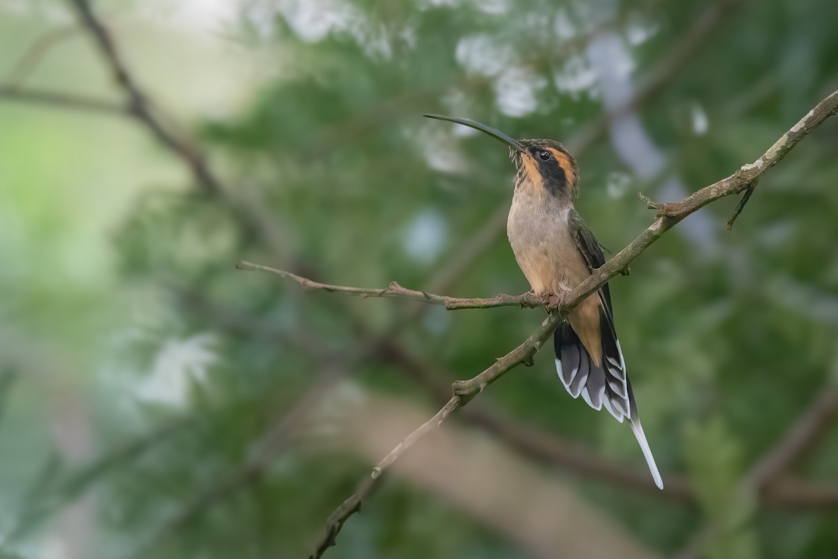 Чешуегорлый колибри-отшельник - ML616213106