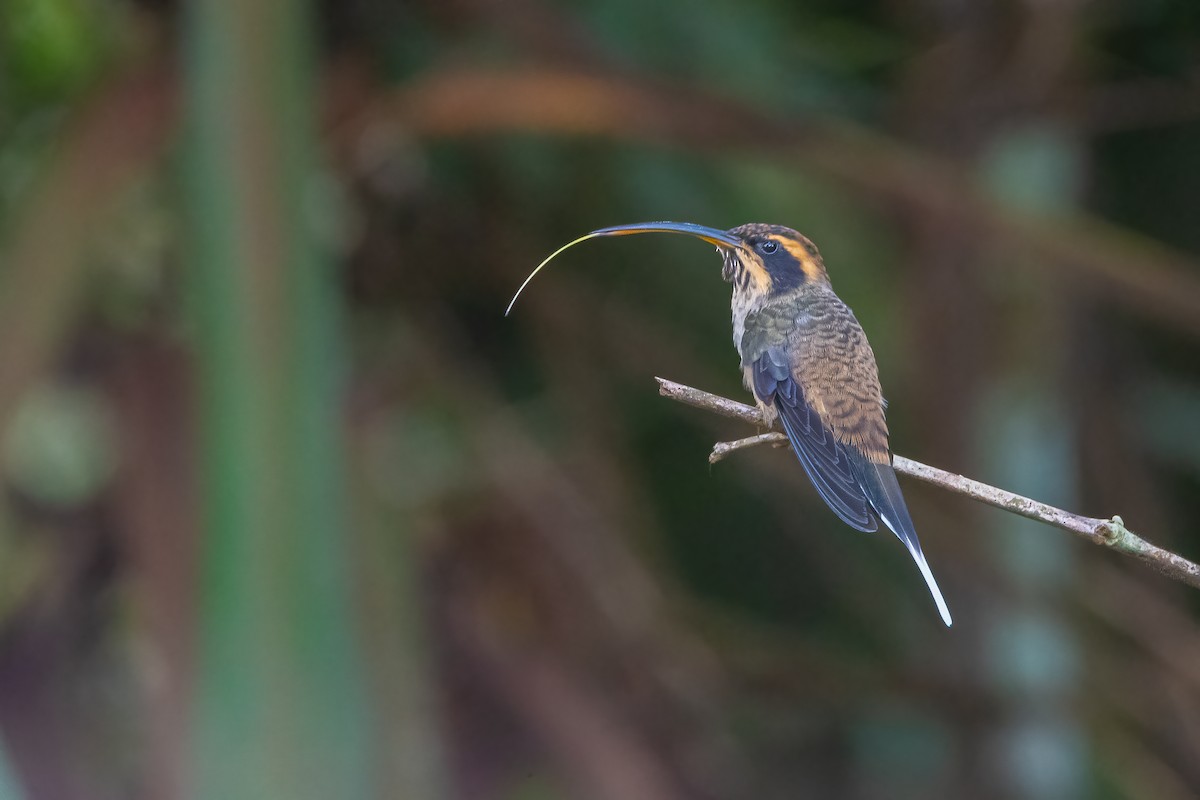 Scale-throated Hermit - Pablo Re