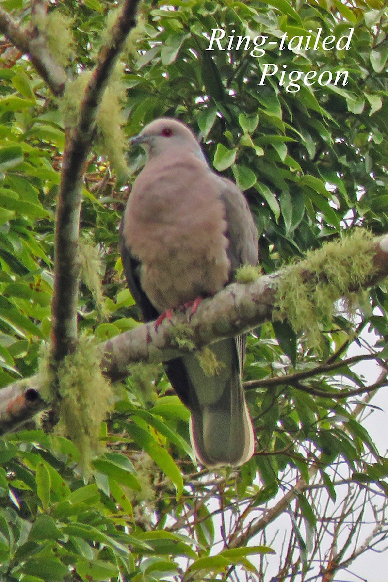 Ring-tailed Pigeon - ML616213126