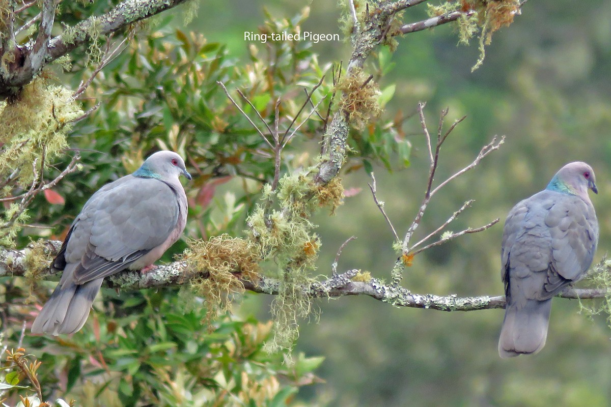 Ring-tailed Pigeon - ML616213173