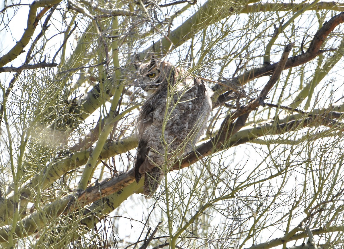 Great Horned Owl - ML616213304