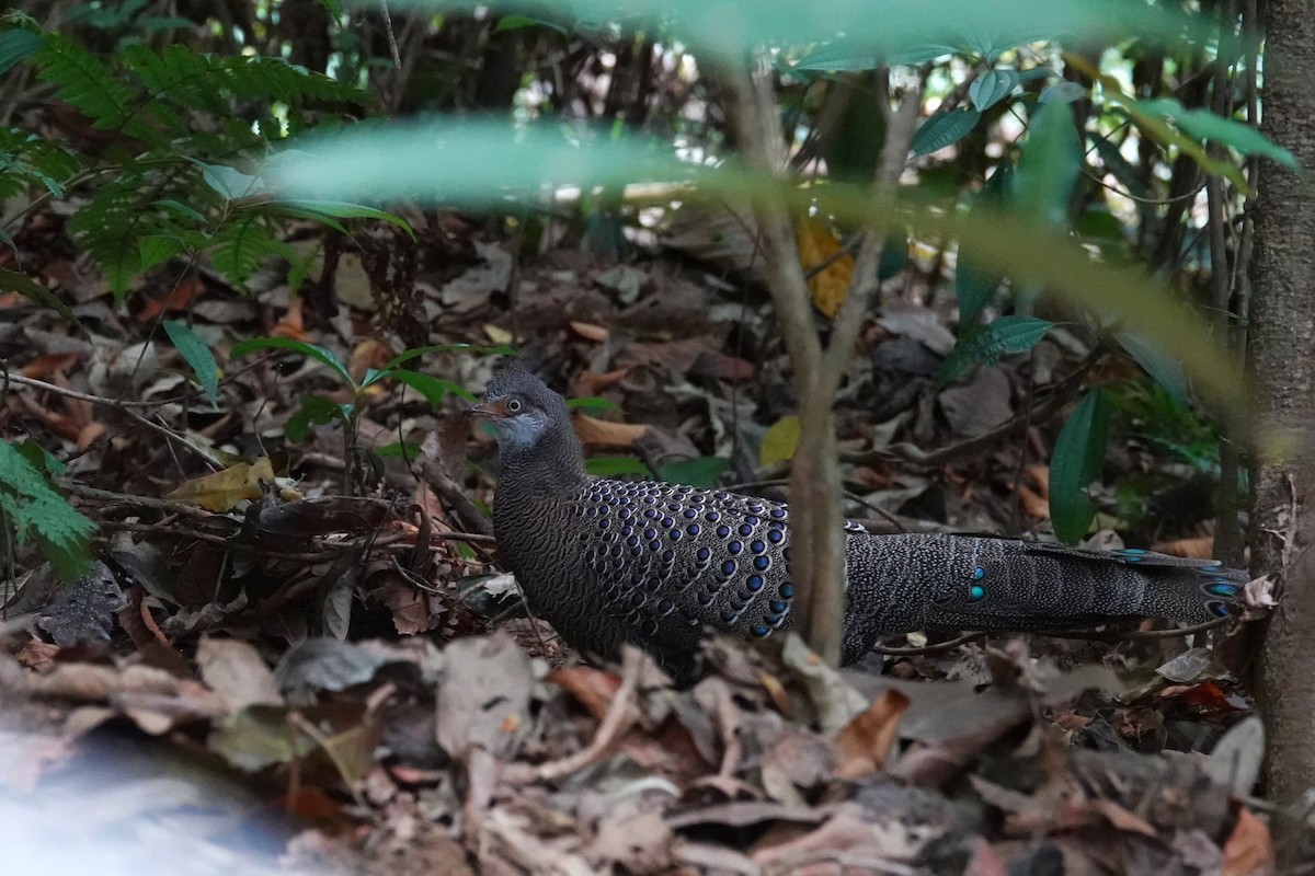 Gray Peacock-Pheasant - ML616213310