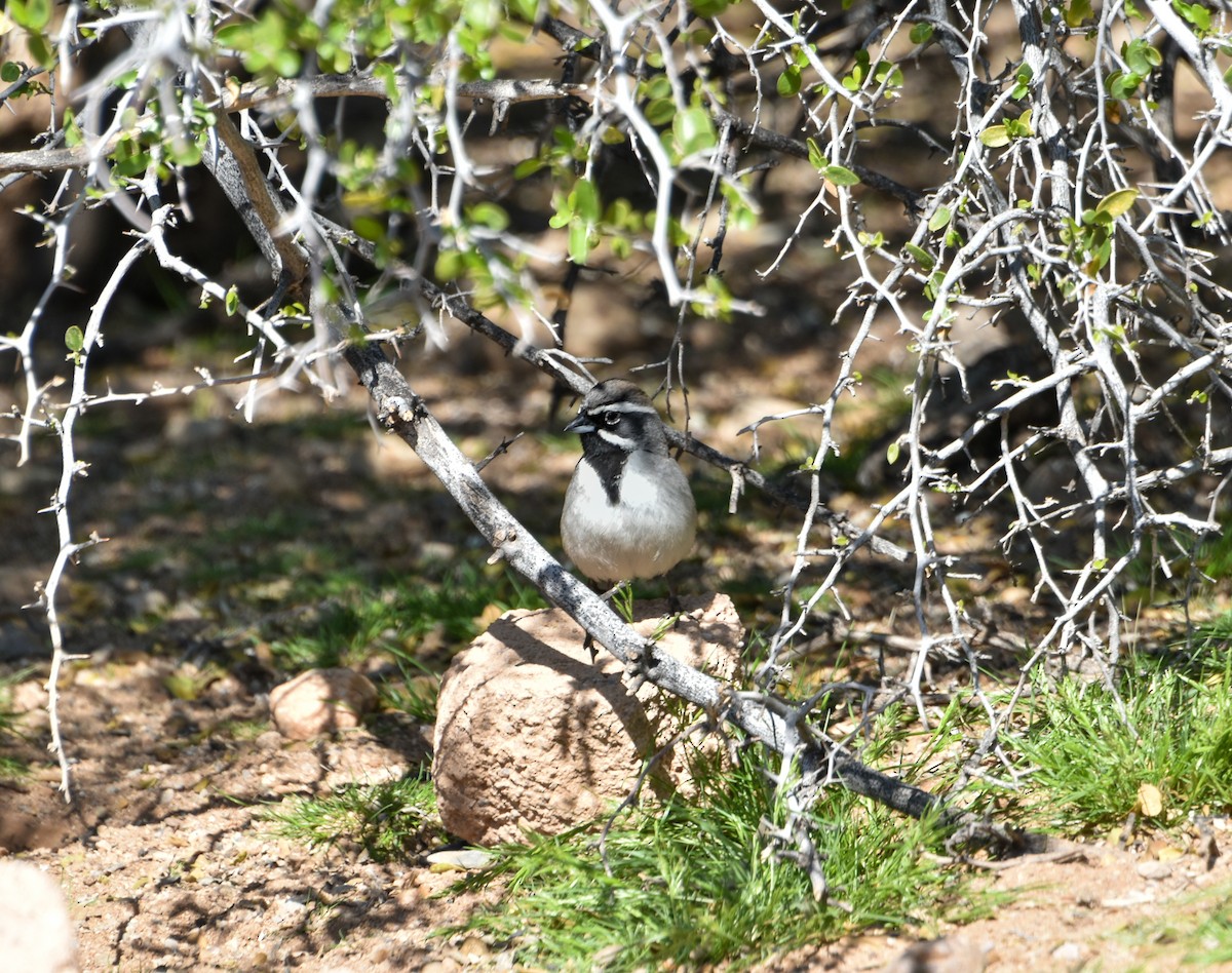Black-throated Sparrow - ML616213341