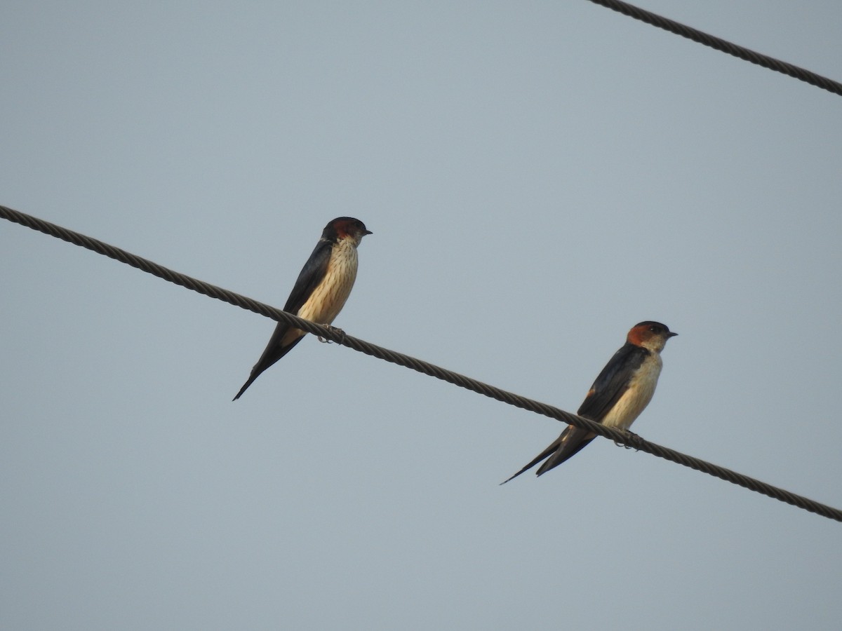 Red-rumped Swallow - ML616213392