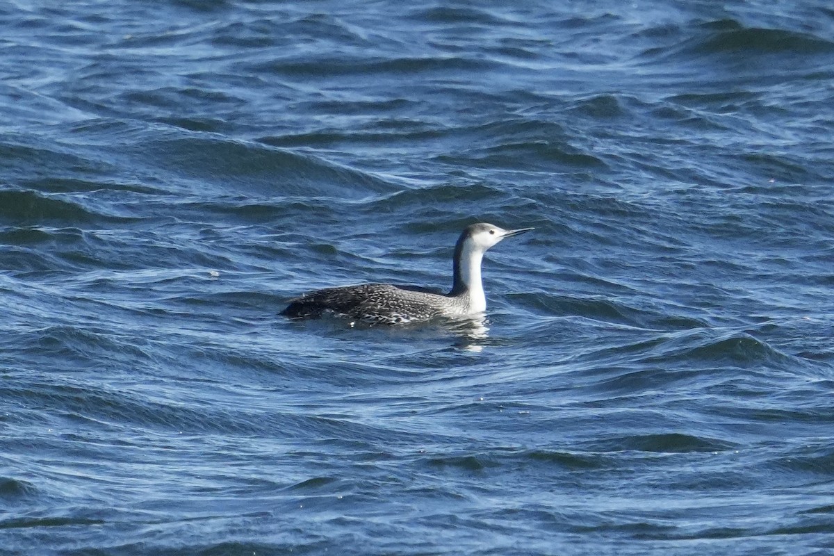Red-throated Loon - ML616213406