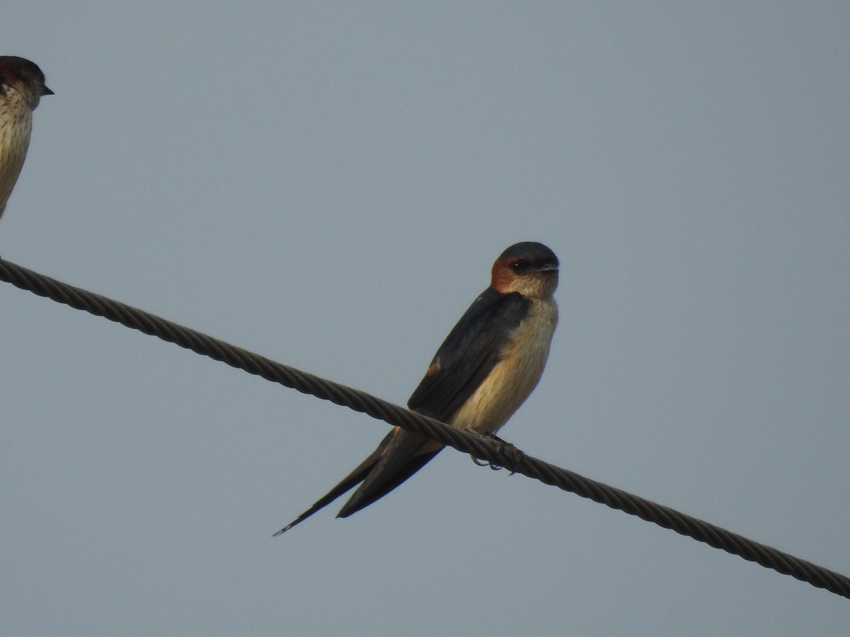 Red-rumped Swallow - ML616213417