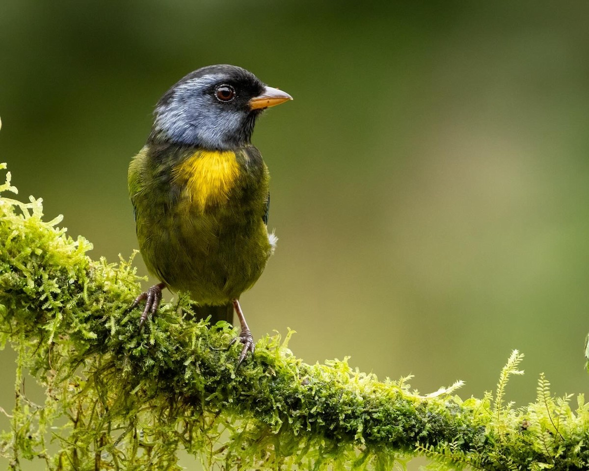 Moss-backed Tanager - ML616213552