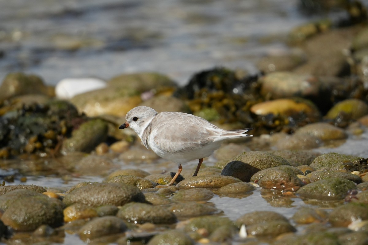 Piping Plover - ML616213560