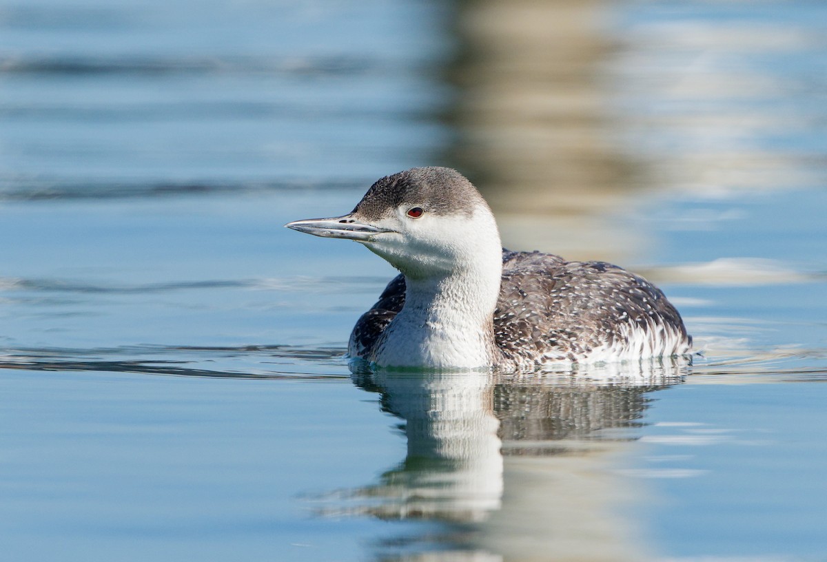 Red-throated Loon - ML616213561