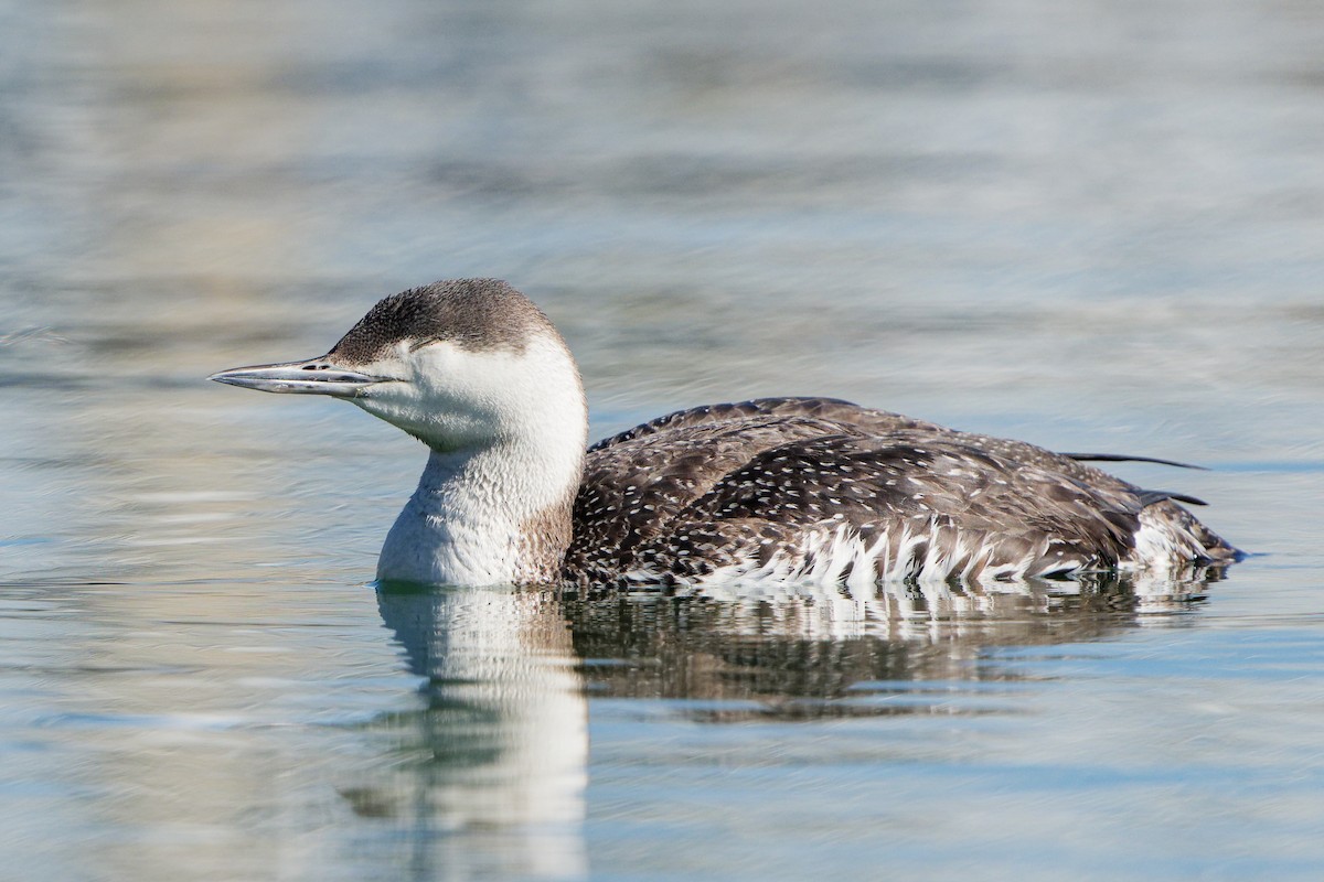 Red-throated Loon - ML616213562