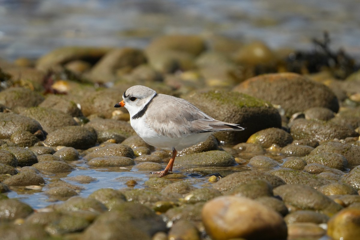 Piping Plover - ML616213565