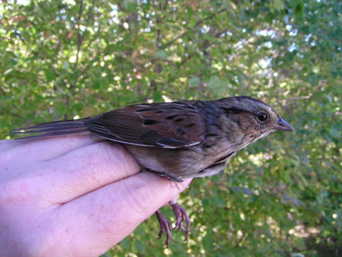 Swamp Sparrow - ML616213708