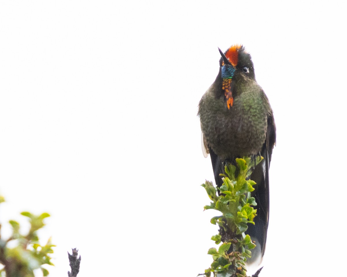 kolibřík Herranův - ML616213725