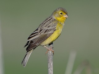  - Grassland Yellow-Finch