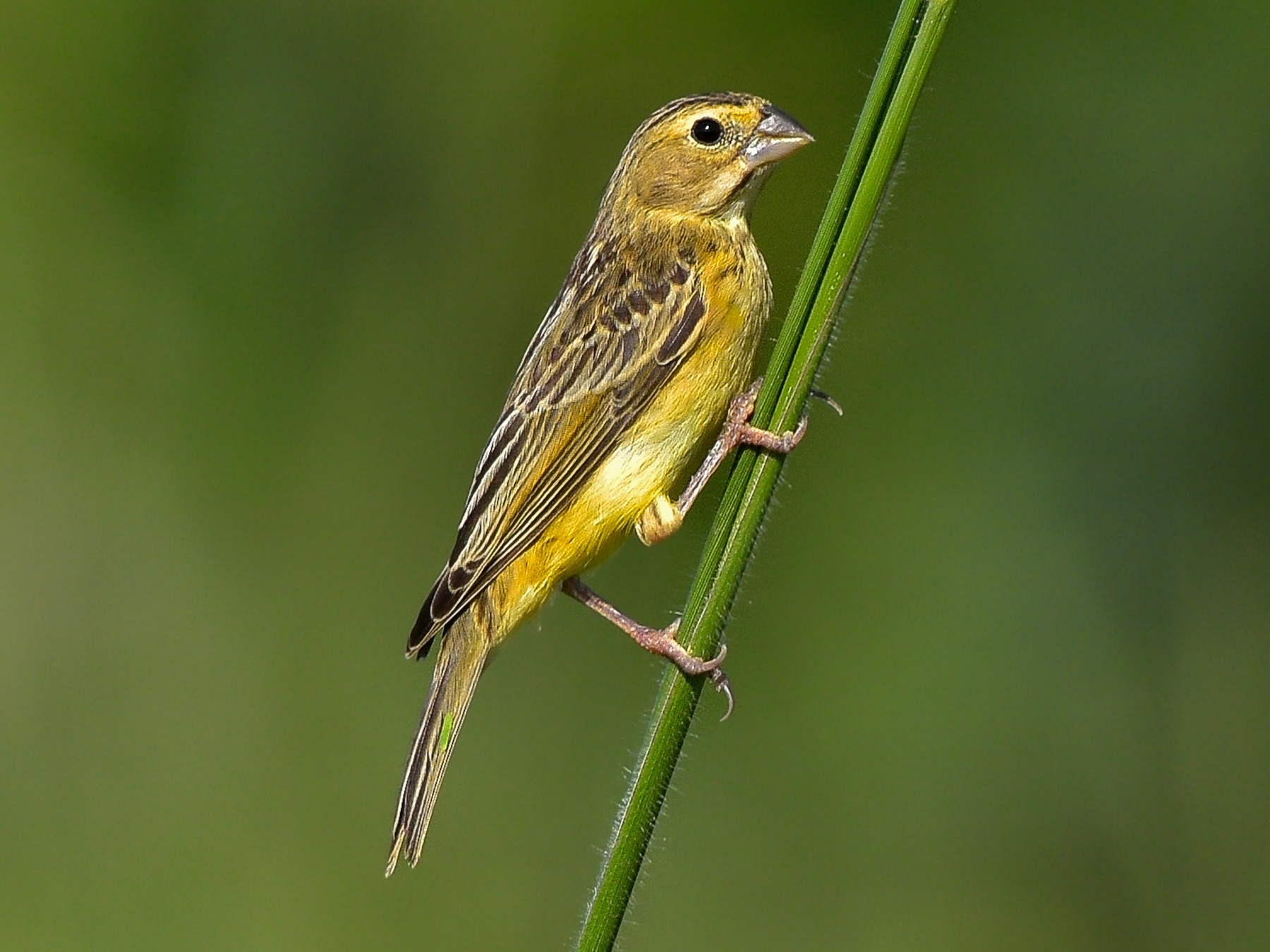 Grassland Yellow-Finch - Carlos Echeverría