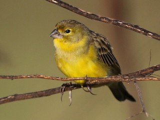  - Grassland Yellow-Finch (Northern)