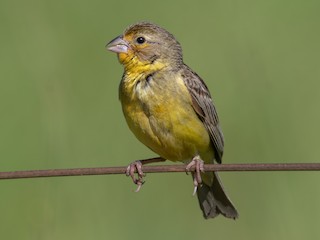 - Grassland Yellow-Finch (Grassland)