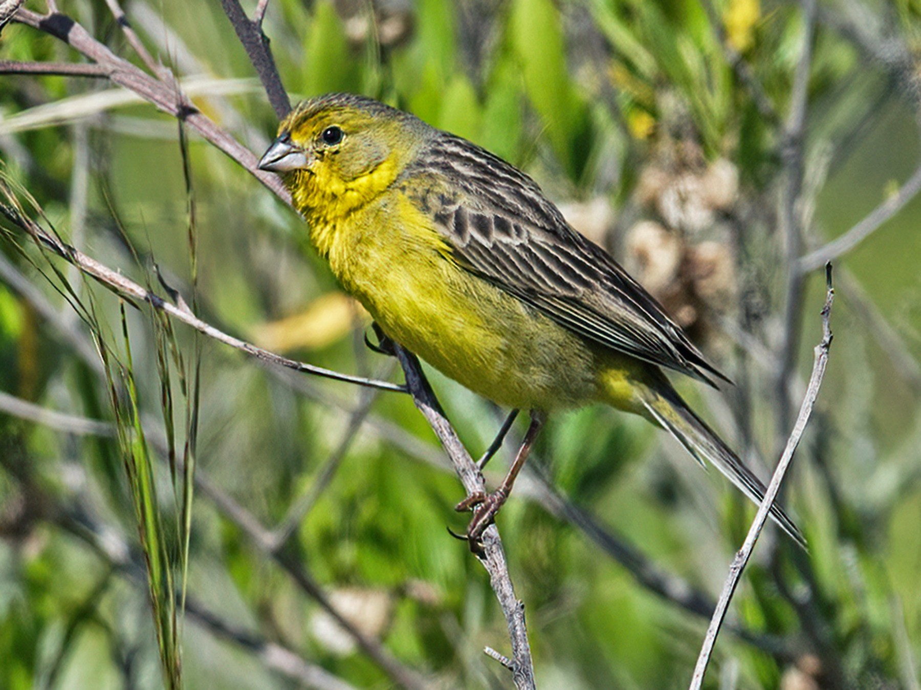 Grassland Yellow-Finch - Nick Athanas