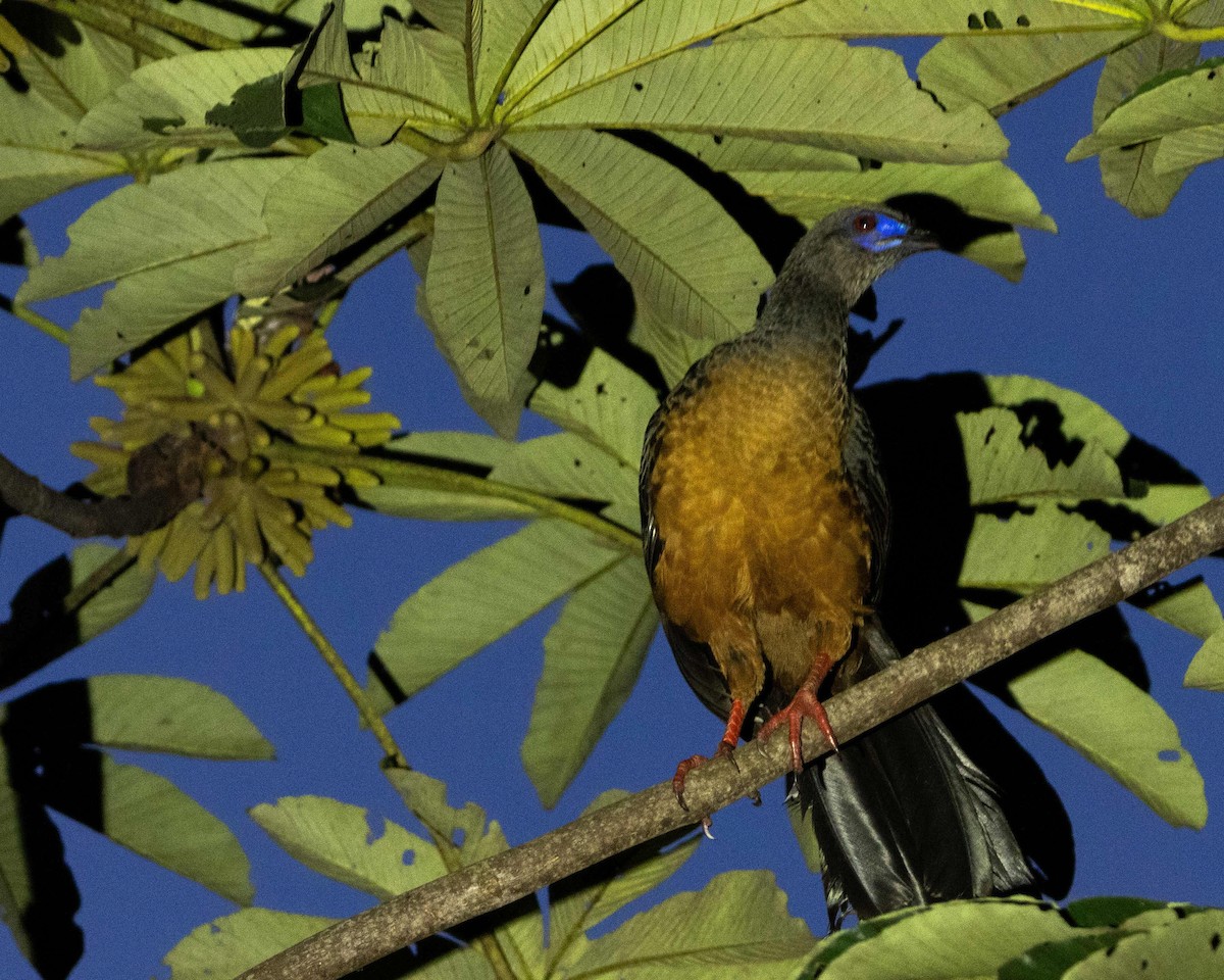 Sickle-winged Guan - ML616213995