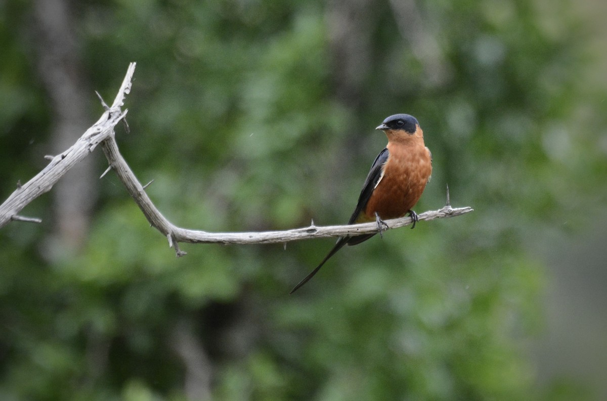 Rufous-chested Swallow - ML616214014