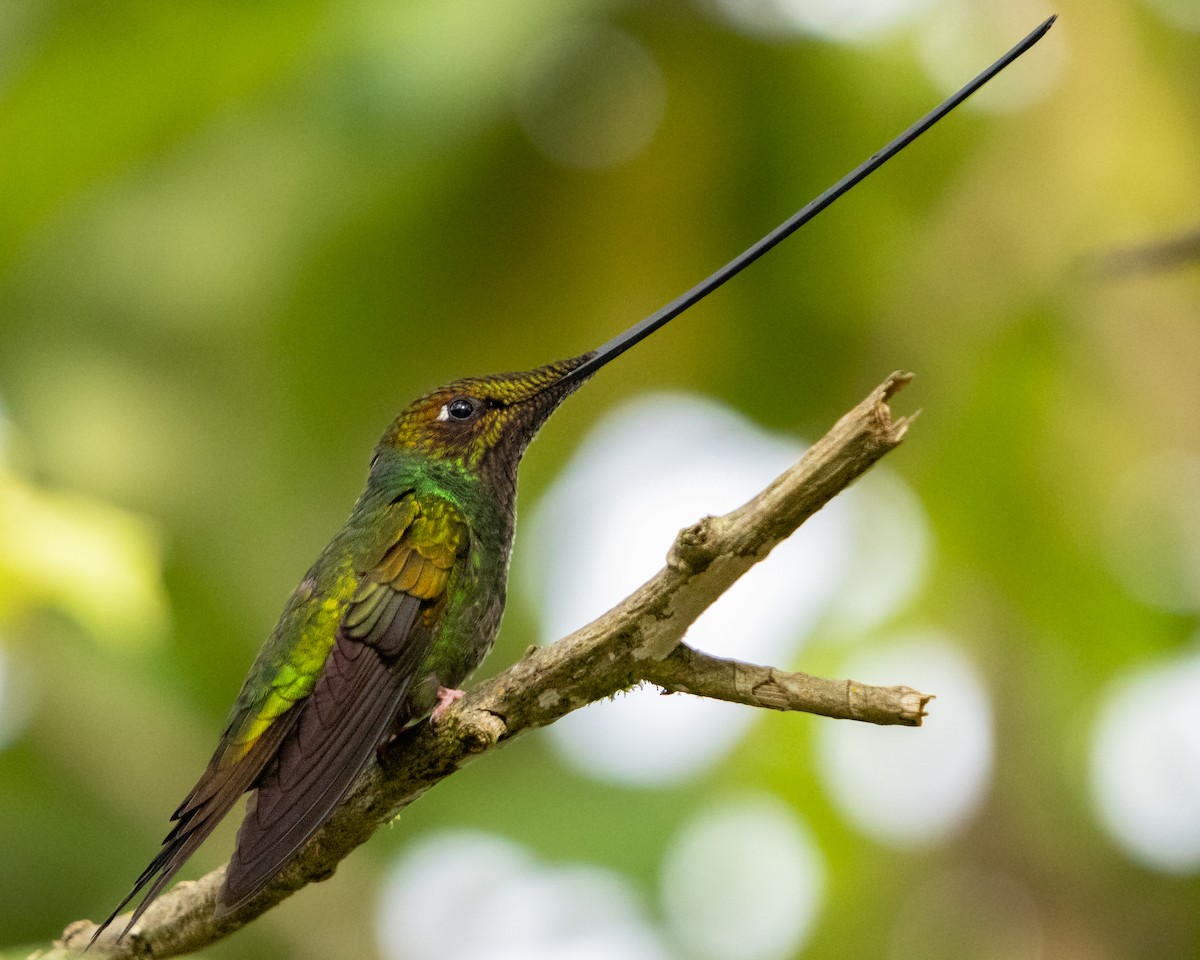 Sword-billed Hummingbird - ML616214092