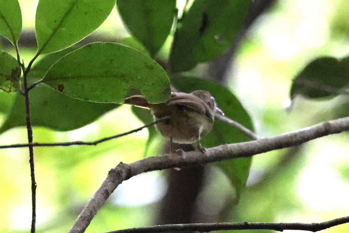 Tawny-crowned Greenlet - ML616214124