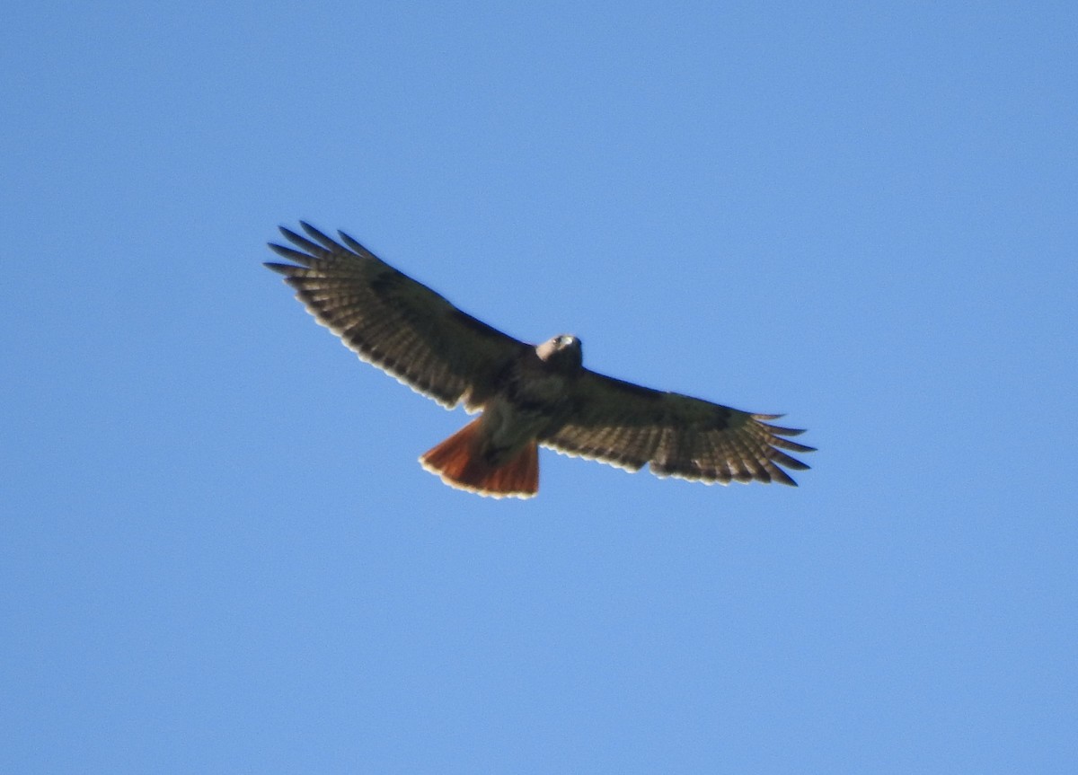 Red-tailed Hawk (jamaicensis) - ML616214130