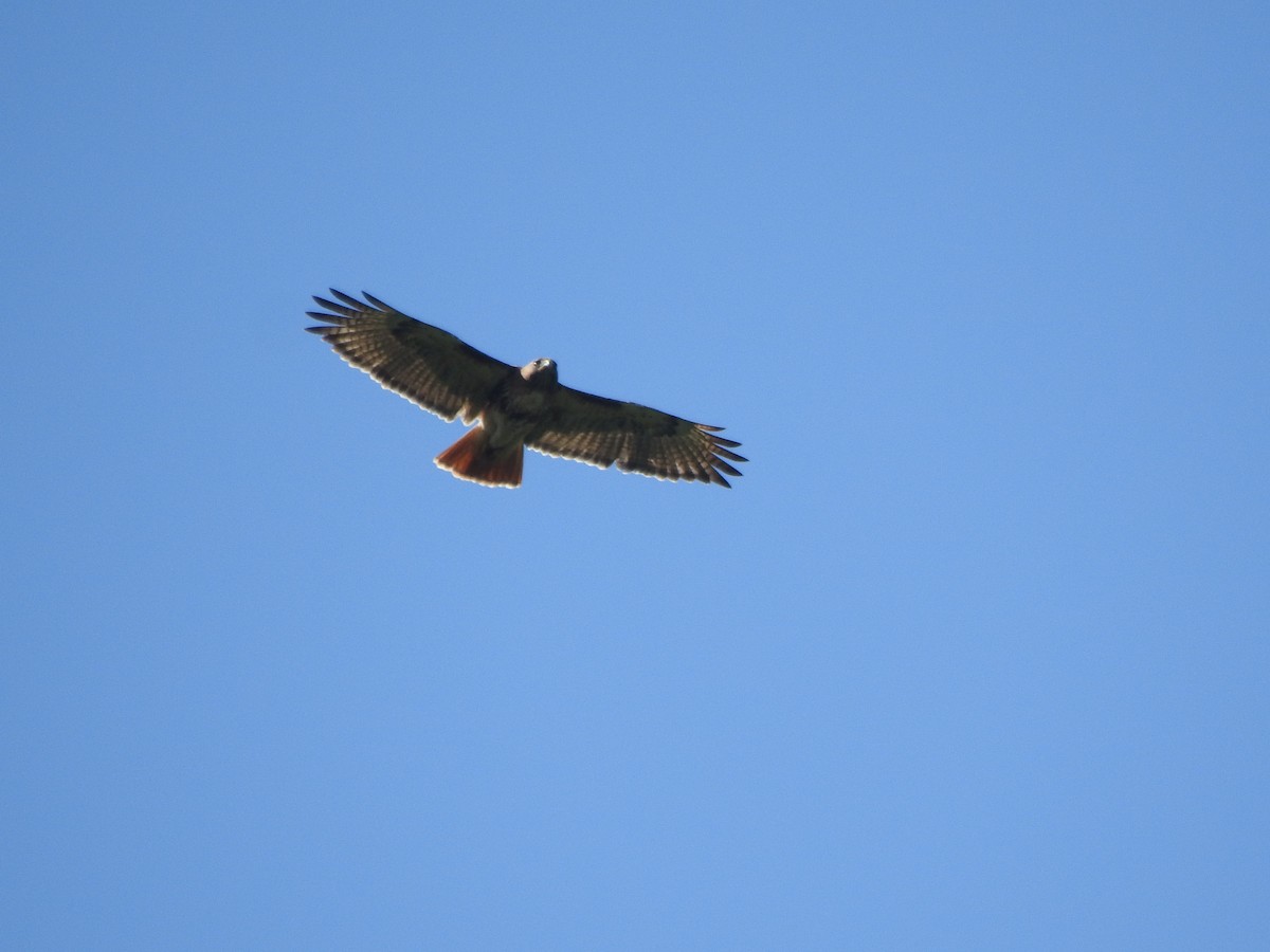 Red-tailed Hawk (jamaicensis) - Heath Harlan