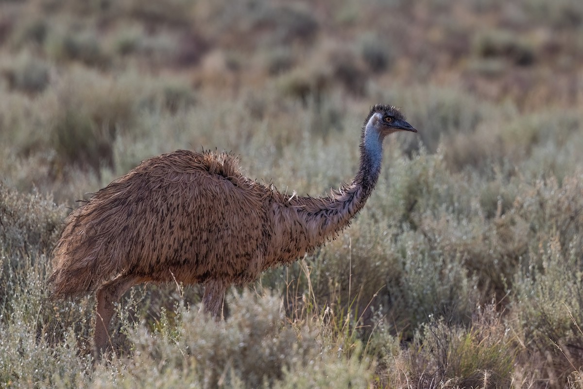 Emu - Jaap Velden