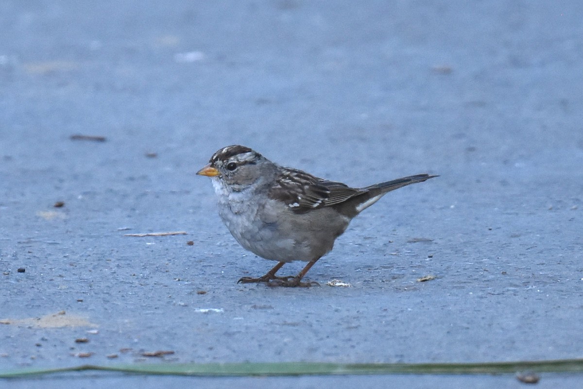 White-crowned Sparrow (Gambel's) - ML616214176